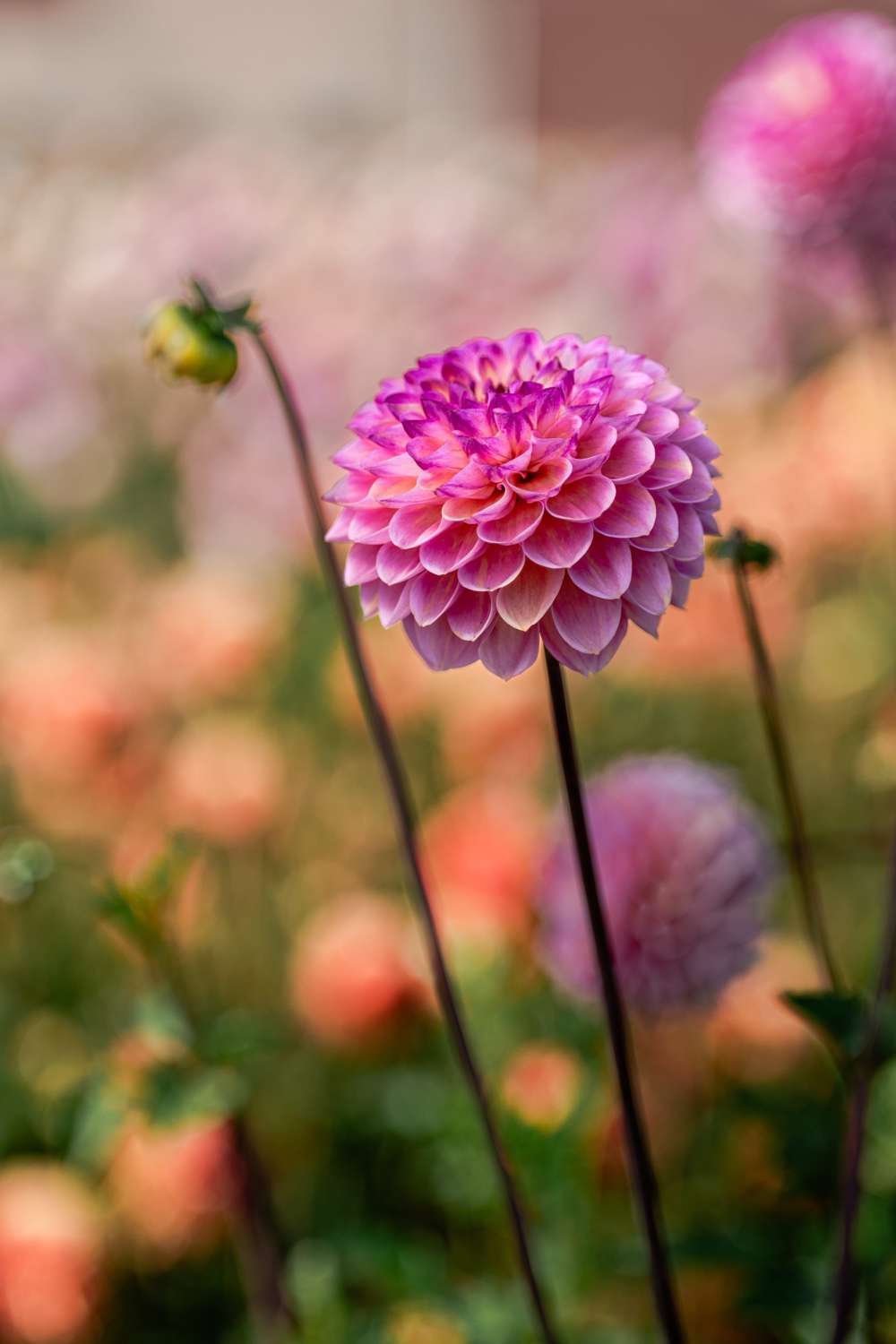 Dahlia 'Wine Eyed Jill'